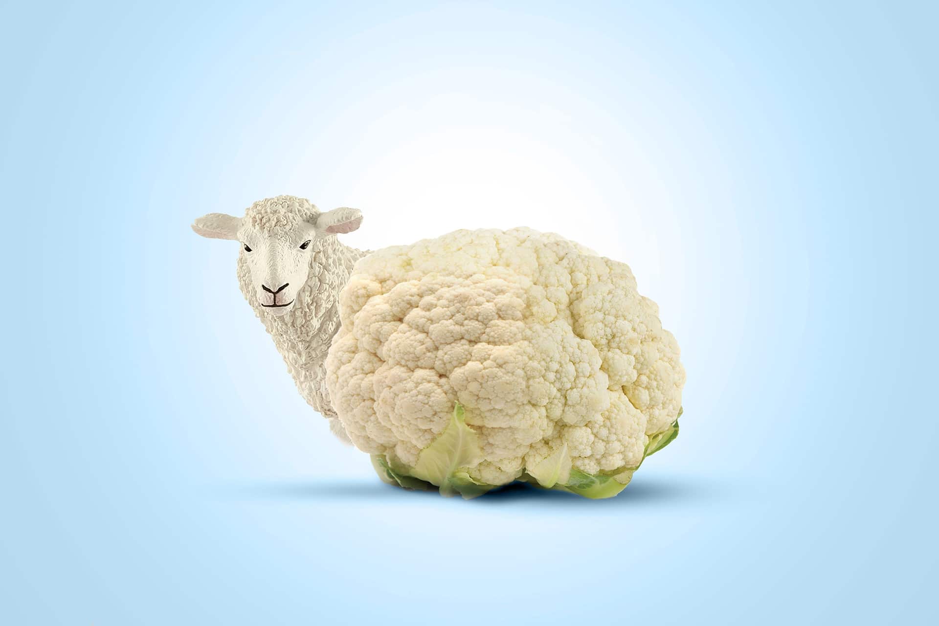 Sheep vegan image